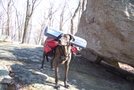 Jack With His Ruffwear Palisades Backpack And Cut Down Ridgerest