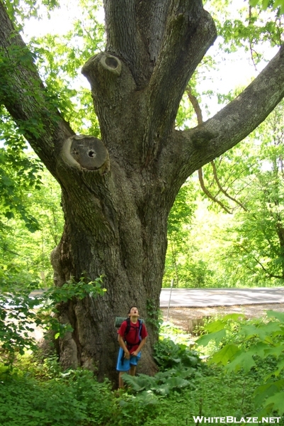 My Little Brother In Ny