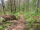 Section Hike, Davenport Gap To Hot Springs 08