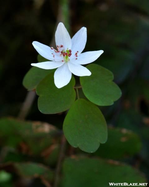 Wild Flower on Rich Mtn