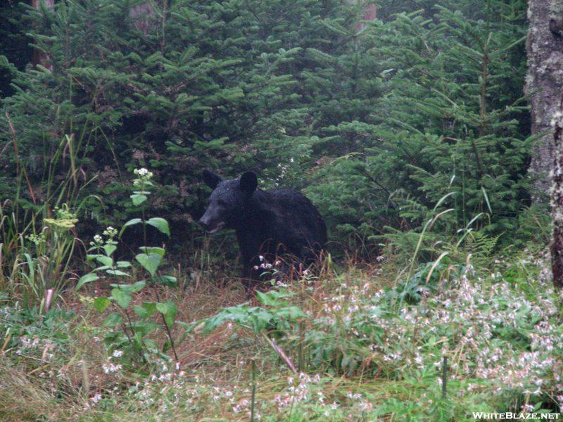 Black Bear At Mt. Laconte Shelter In Gsmnp