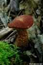 Mushroom in the Shade