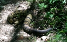 Timber Rattler by Tripod in Snakes