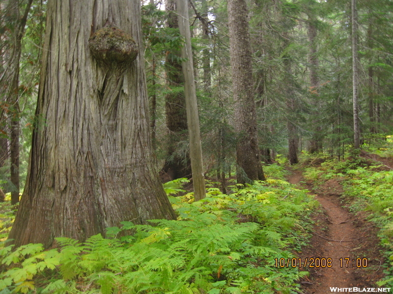 Old Growth Forest (pct 08)