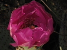 Beaver Tail Cactus (pct 08) by K.B. in Pacific Crest Trail