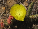 Prickly Pear Cactus (pct 08) by K.B. in Pacific Crest Trail