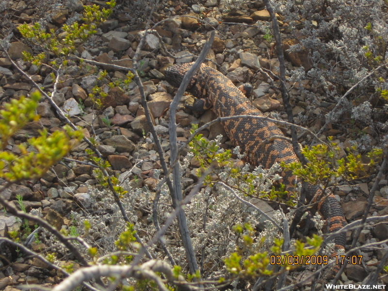 Arizona Trail: Gila Monster