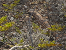 Arizona Trail: Gila Monster by K.B. in Other Trails