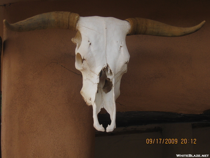 Cow Skull, Ghost Ranch Nm (cdt)