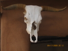 Cow Skull, Ghost Ranch Nm (cdt) by K.B. in Continental Divide Trail