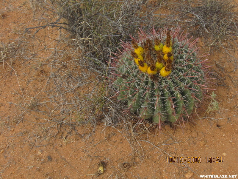 Barrel Cactus