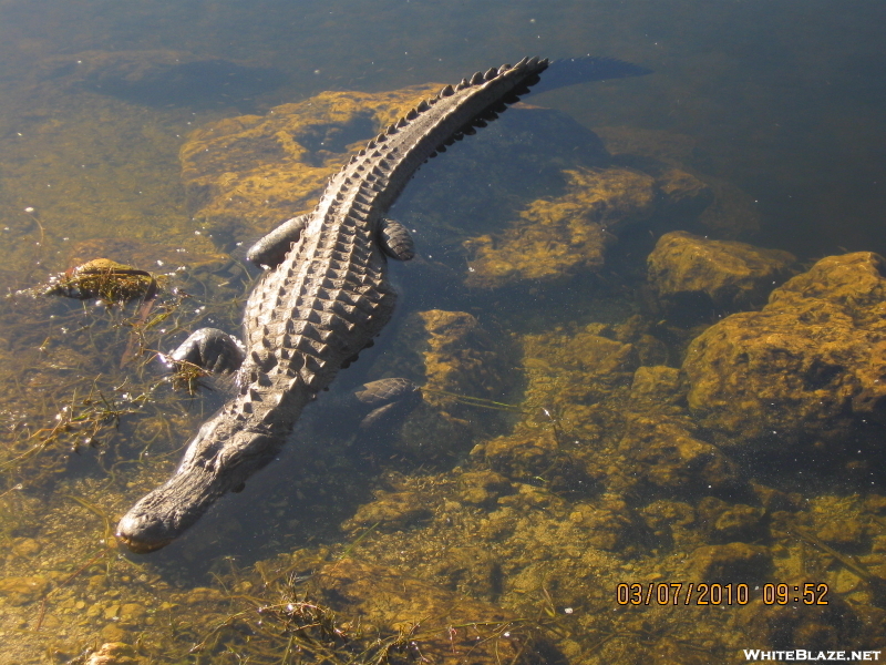Alligator (flt 2010)
