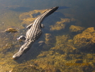 Alligator (flt 2010) by K.B. in Florida Trail