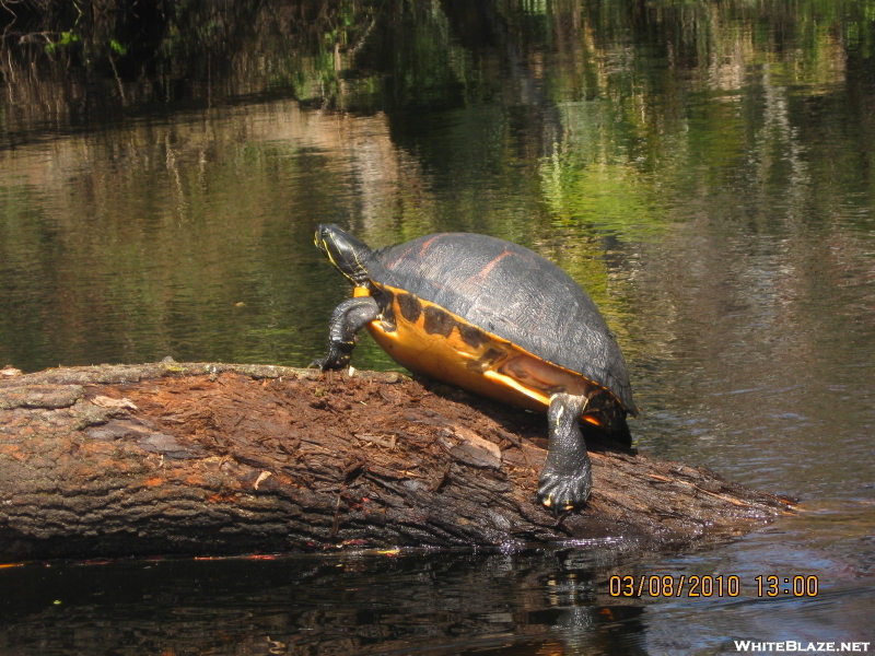 Turtle (flt 2010)