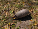 Armadillo (flt 2010) by K.B. in Florida Trail