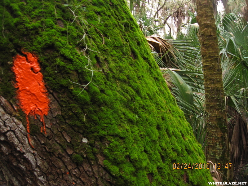 Orange Blaze On A Green Tree (flt 2010)