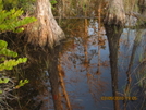 Big Cypress (flt 2010) by K.B. in Florida Trail