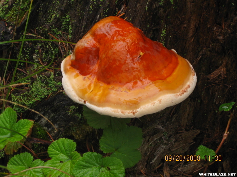 Mushroom On The Pct In September.
