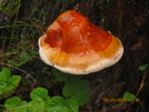 Mushroom On The Pct In September. by K.B. in Pacific Crest Trail