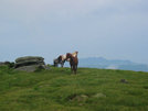 2009-0528f Horses On Hump Mt