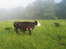 2009-0606a Cow On Trail