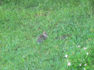 2009-0606b Rabbit On Trail