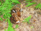 2009-0610b Fawn On Trail by Highway Man in Views in Virginia & West Virginia