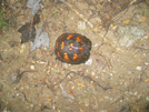 2009-0616a Turtle On Trail by Highway Man in Views in Virginia & West Virginia