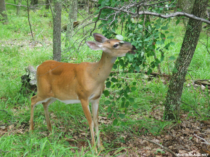 2009-0618f Deer On Trail At Mcafee Knob