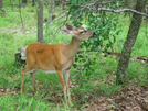 2009-0618f Deer On Trail At Mcafee Knob by Highway Man in Views in Virginia & West Virginia