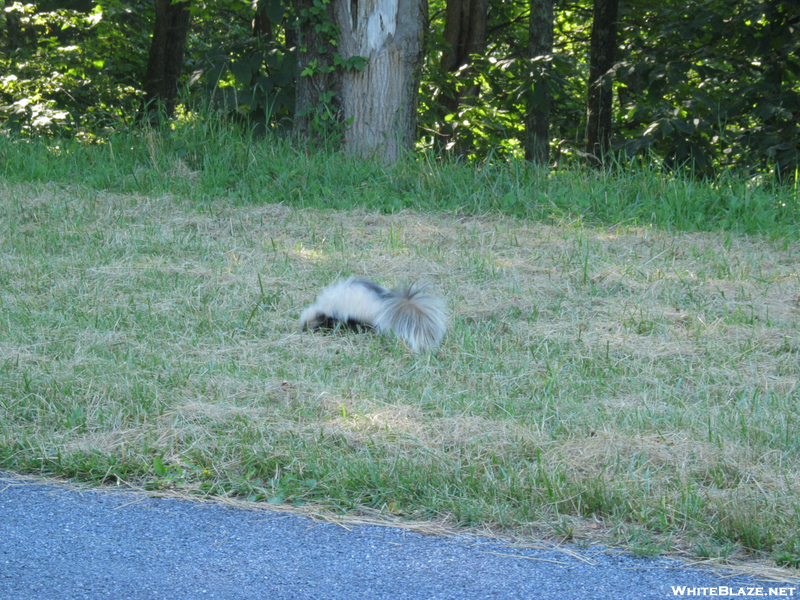 2009-0630c Skunk On Trail