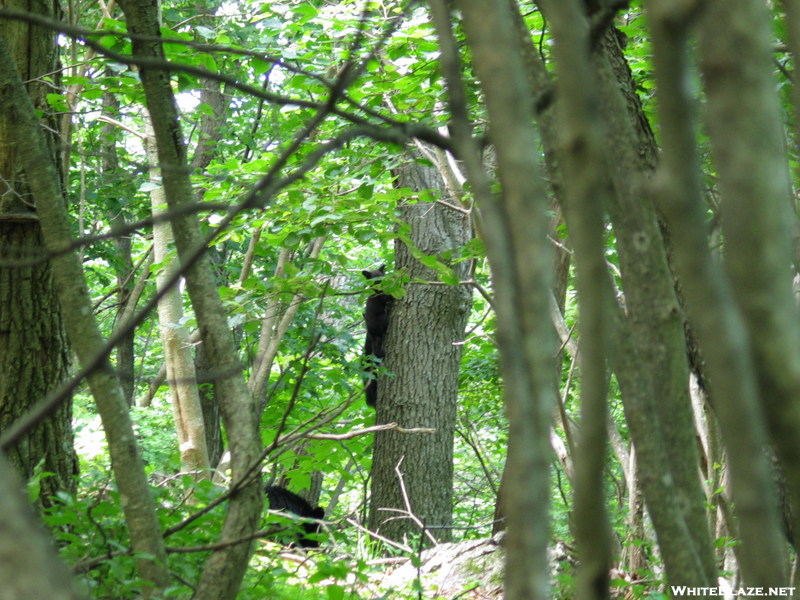 2009-0630f Bear Mother And Her Cubs