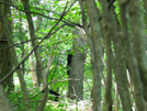 2009-0630f Bear Mother And Her Cubs