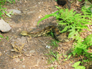 2009-0716a Rattle Snake On Trail