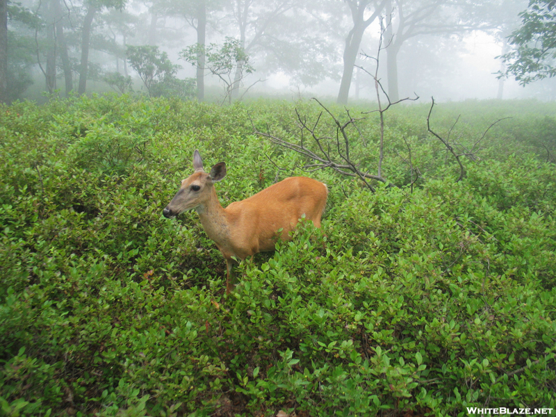 2009-0802b Tame Deer At Top Of Bear Mt