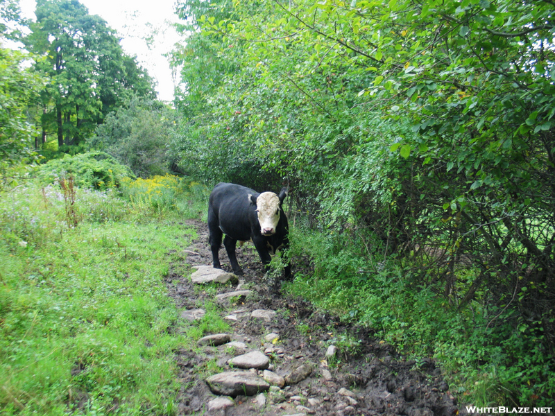 2009-0828a Young Cow In My Way