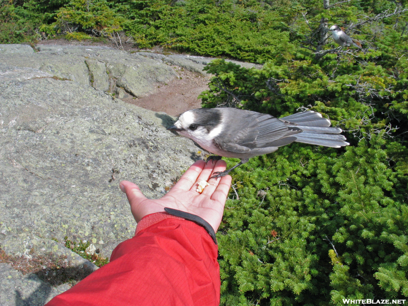 2009-0908d Gray Jay On Mt Jackson