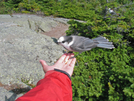 2009-0908d Gray Jay On Mt Jackson by Highway Man in Birds