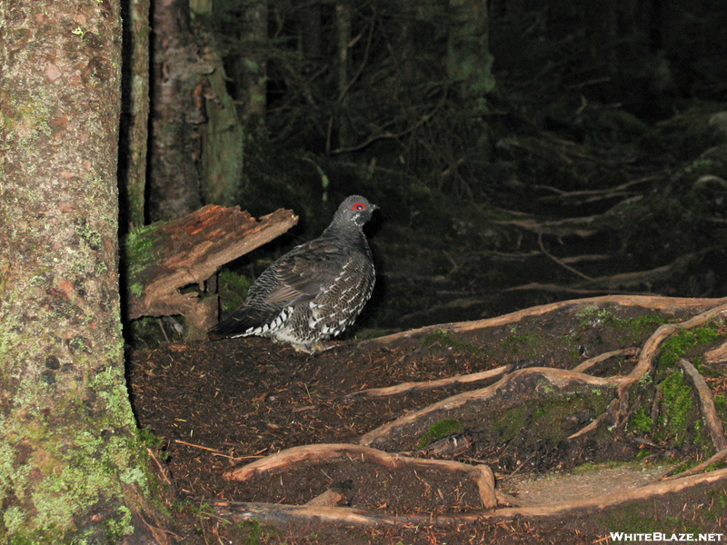 2009-0916a A Brave Hen Grouse At Top Of Fulling Mill Mt