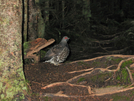 2009-0916a A Brave Hen Grouse At Top Of Fulling Mill Mt by Highway Man in Birds