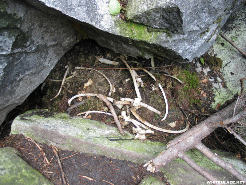 2009-0916d Bones Of A Dead Moose In Mahoosuc Notch