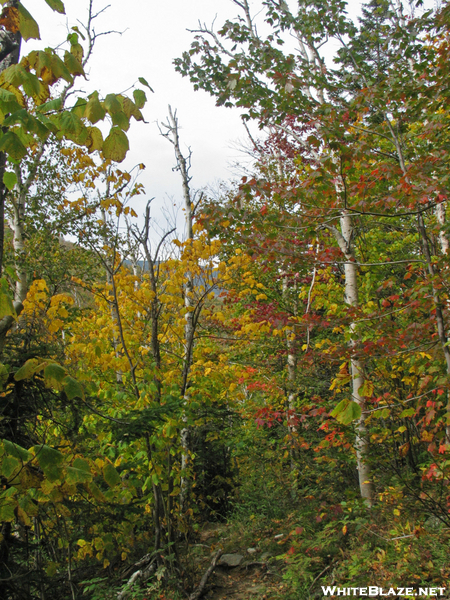 2009-0922c Trail Near Carrabassett River