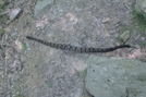 2010-0626c Rattle Snake On Blue Trail To Mt Tammney