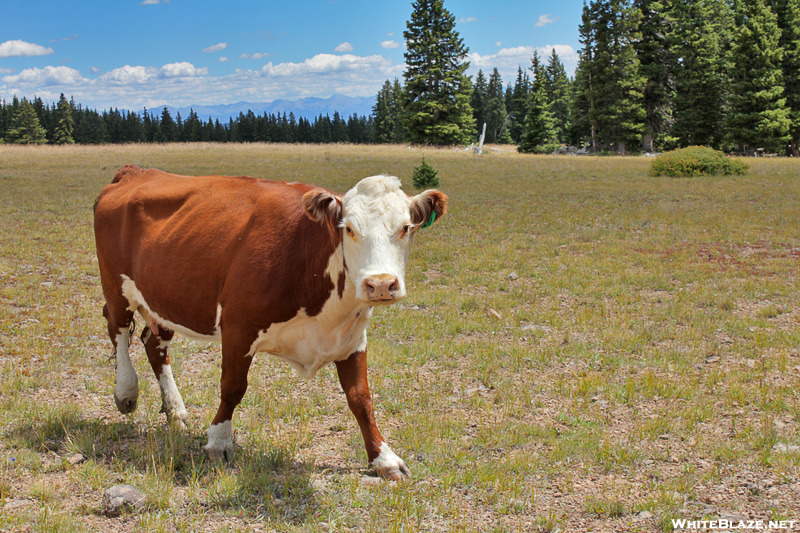 20100821a Colorado Trail - A Worried Cow