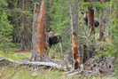 20100823b Colorado Trail - A Moose Encounter by Highway Man in Members gallery