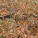 20111022 Delaware Water Gap