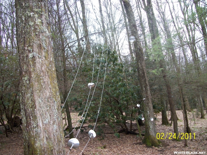 Roaring Fork Shelter-bear Cables