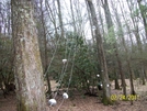 Roaring Fork Shelter-bear Cables