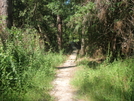 Tuxachanie Trail (desoto National Forest)