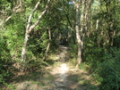 Tuxachanie Trail (desoto National Forest)